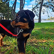 Ubbe participe au concours pour gagner de l'argent avec cette photo : puppy, rottweiler, dog, grass, leash, outdoor, trees, sky, water, nature, animal, pet, young, brown, black, collar, canine, daylight, cute, park