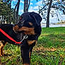 puppy, rottweiler, dog, grass, leash, outdoor, trees, sky, water, nature, animal, pet, young, brown, black, collar, canine, daylight, cute, park