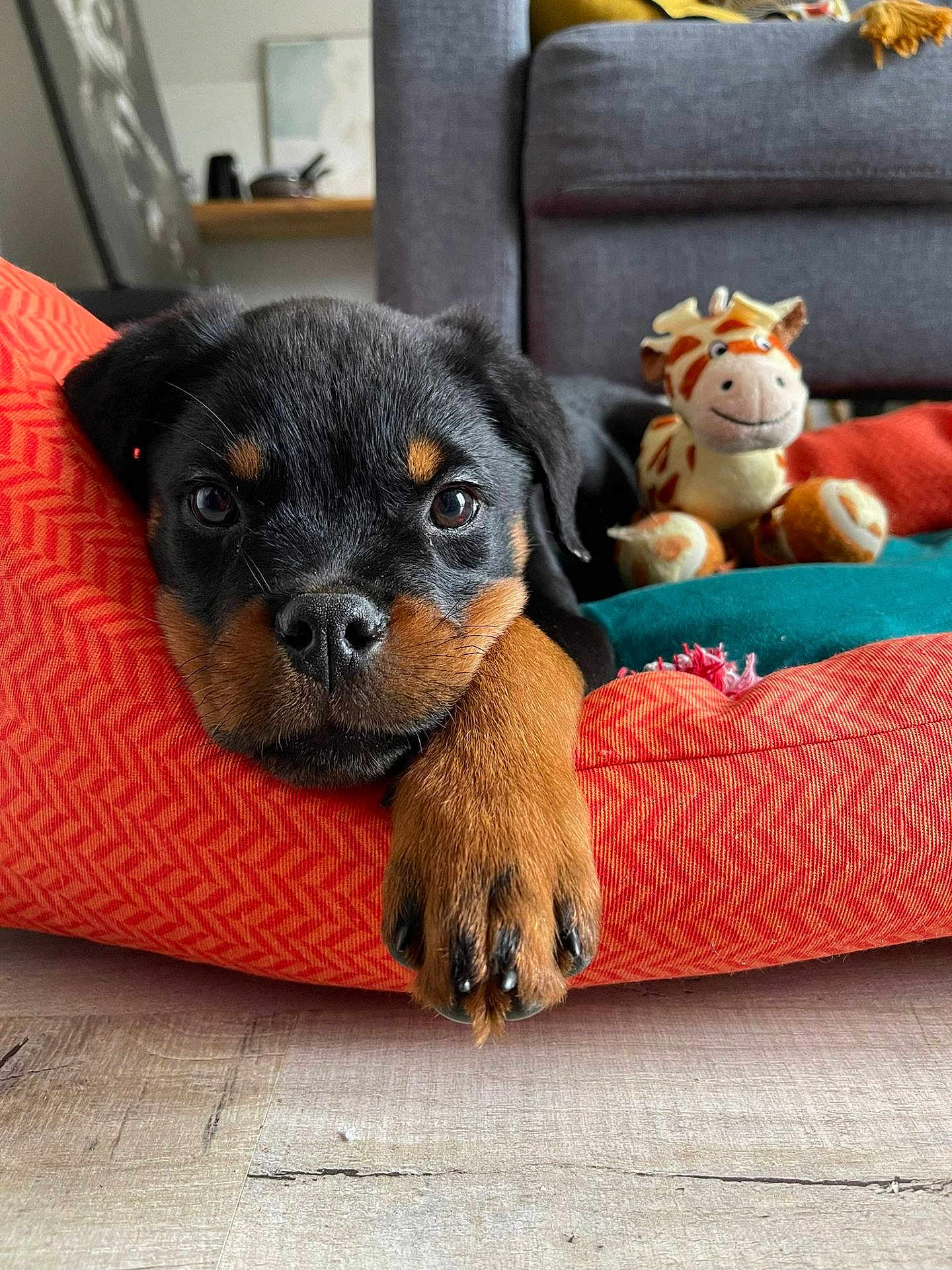 Ubbe a rejoint le concours — aidez-le/la à gagner de superbes lots ! puppy, rottweiler, dog, pet, cushion, orange, plush_toy, giraffe_toy, indoor, living_room, floor, close_up, cute, animal, young_dog, paw, relaxed, fur, black_and_tan, cozy