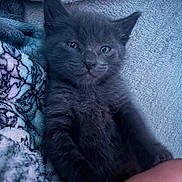 Yeti is registered to the contest to win money with this photo: animal, bed, black_cat, blanket, cat, cozy, ears, eyes, face, fluffy, fur, indoors, kitten, lying_down, nose, paws, pet, portrait, sitting, whiskers
