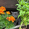Yeti is registered to the contest to win money with this photo: animal, cat, eyes, face, flowers, fluffy, garden, gray_fur, greenery, hidden, kitten, leaves, marigolds, orange_flowers, outdoor, pet, plants, portrait, whiskers, wooden_planter
