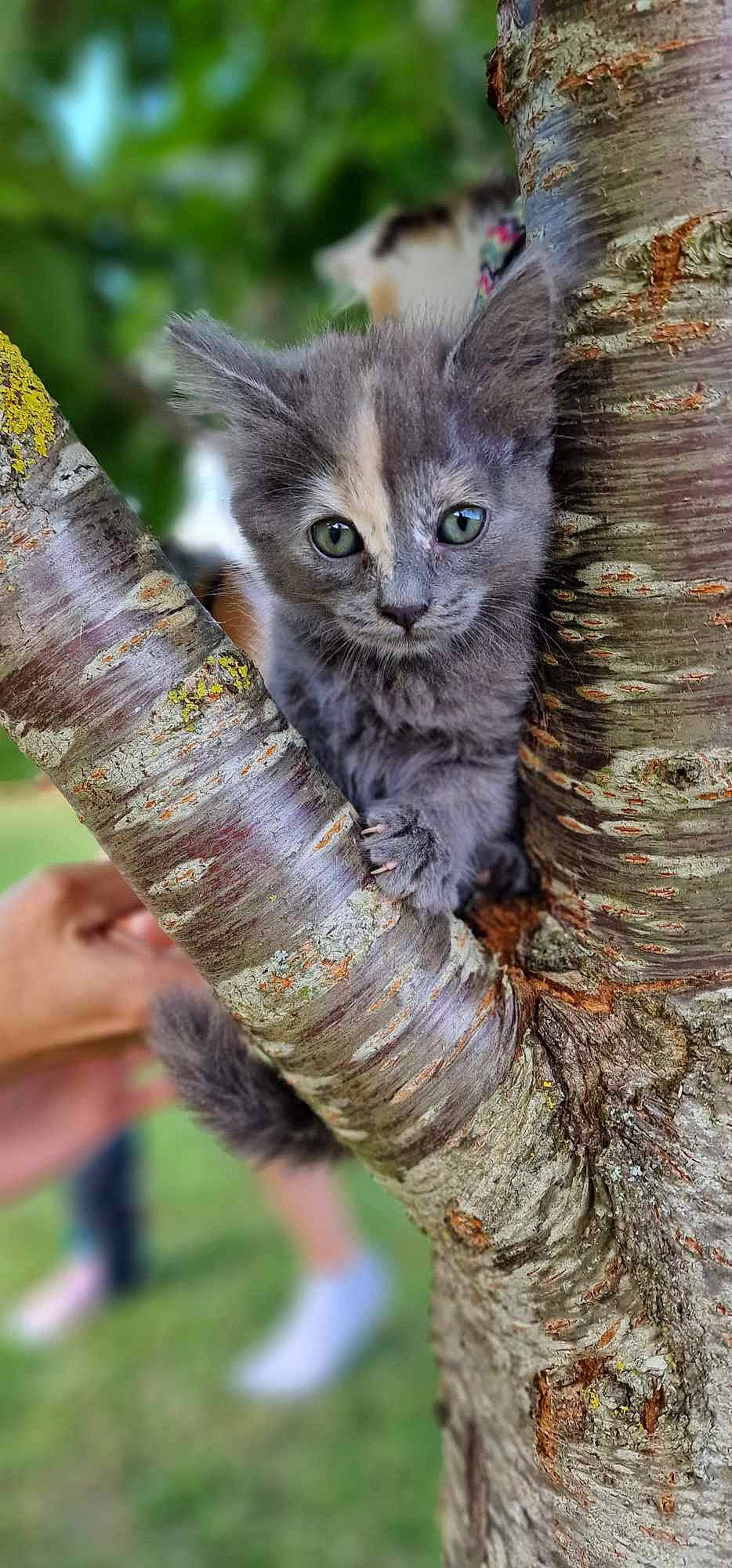 Kira participe au concours pour gagner de l'argent avec cette photo : carnivore, cat, claw, domestic_short_haired_cat, felidae, fur, plant, small_to_medium_sized_cats, snout, tail, terrestrial_animal, tree, trunk, twig, whiskers, wildlife, wood
