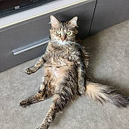 Ruby a rejoint le concours — aidez-le/la à gagner de superbes lots ! cat, tabby, fluffy, green_eyes, relaxed, indoor, floor, pet, feline, long_tail, sitting, looking_at_camera, domestic_animal, gray_cabinet, electronics, fur, whiskers, cute, animal, house