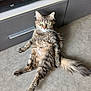 cat, tabby, fluffy, green_eyes, relaxed, indoor, floor, pet, feline, long_tail, sitting, looking_at_camera, domestic_animal, gray_cabinet, electronics, fur, whiskers, cute, animal, house