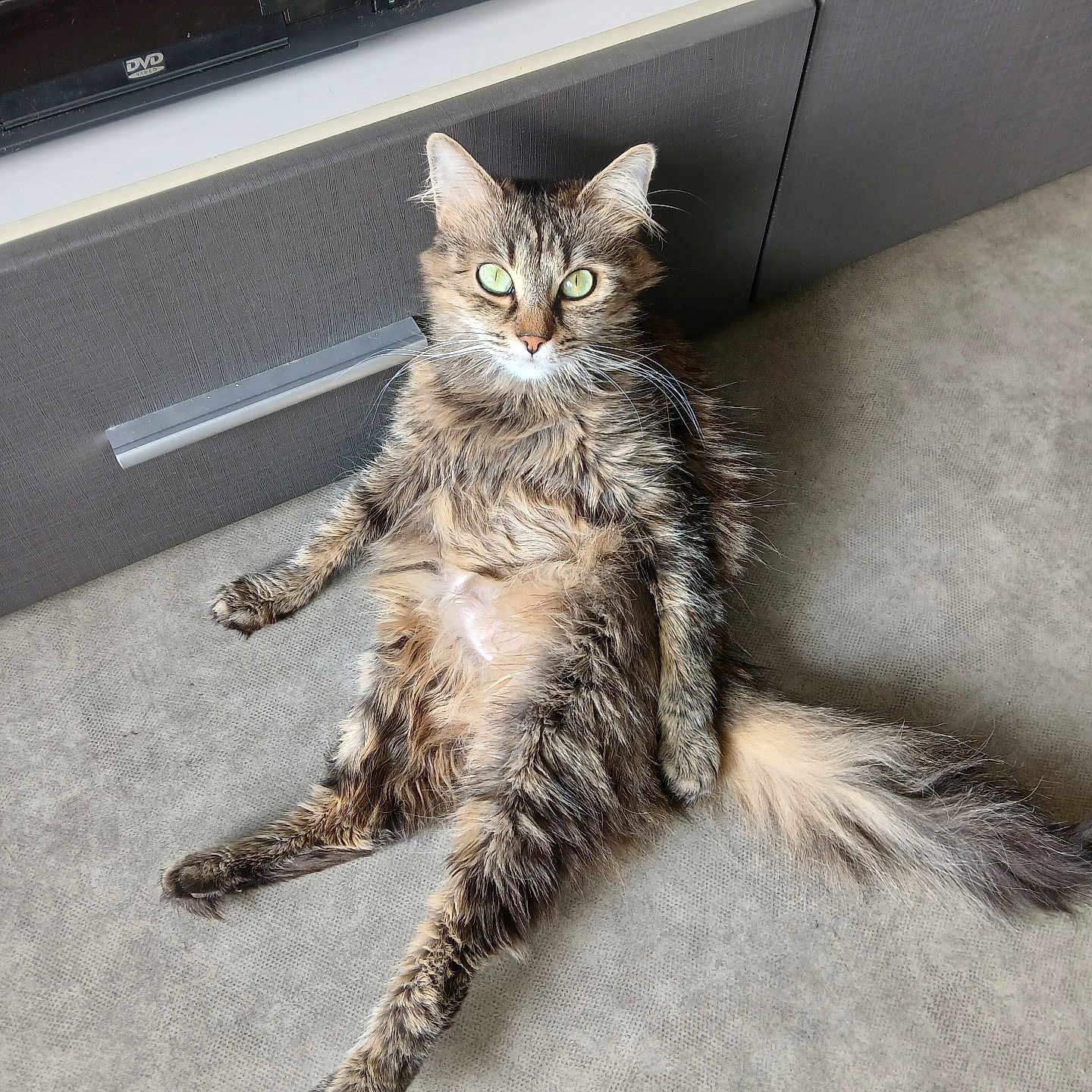 Ruby a rejoint le concours — aidez-le/la à gagner de superbes lots ! animal, cat, cute, domestic_animal, electronics, feline, floor, fluffy, fur, gray_cabinet, green_eyes, house, indoor, long_tail, looking_at_camera, pet, relaxed, sitting, tabby, whiskers