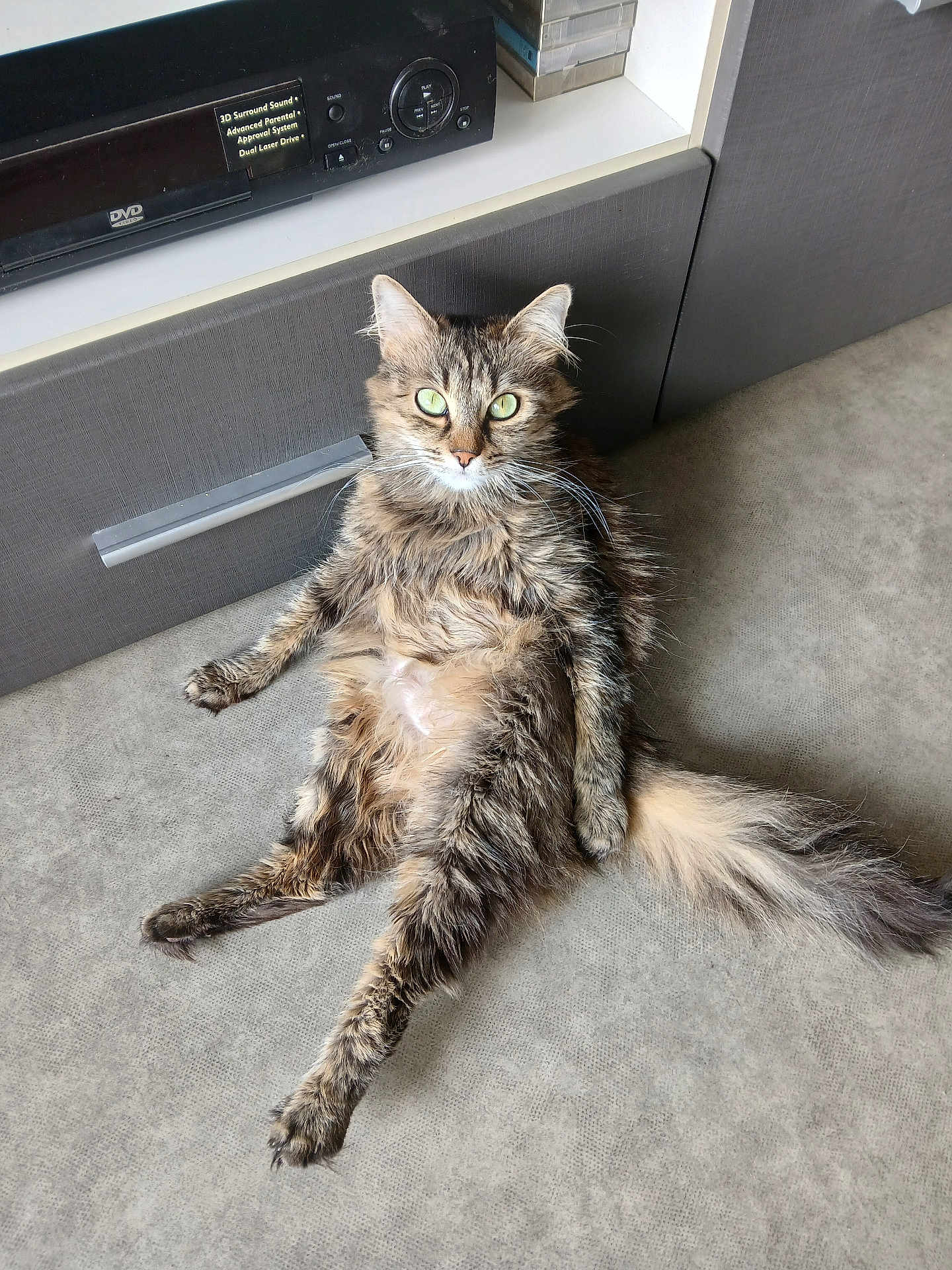 Ruby a rejoint le concours — aidez-le/la à gagner de superbes lots ! cat, tabby, fluffy, green_eyes, relaxed, indoor, floor, pet, feline, long_tail, sitting, looking_at_camera, domestic_animal, gray_cabinet, electronics, fur, whiskers, cute, animal, house