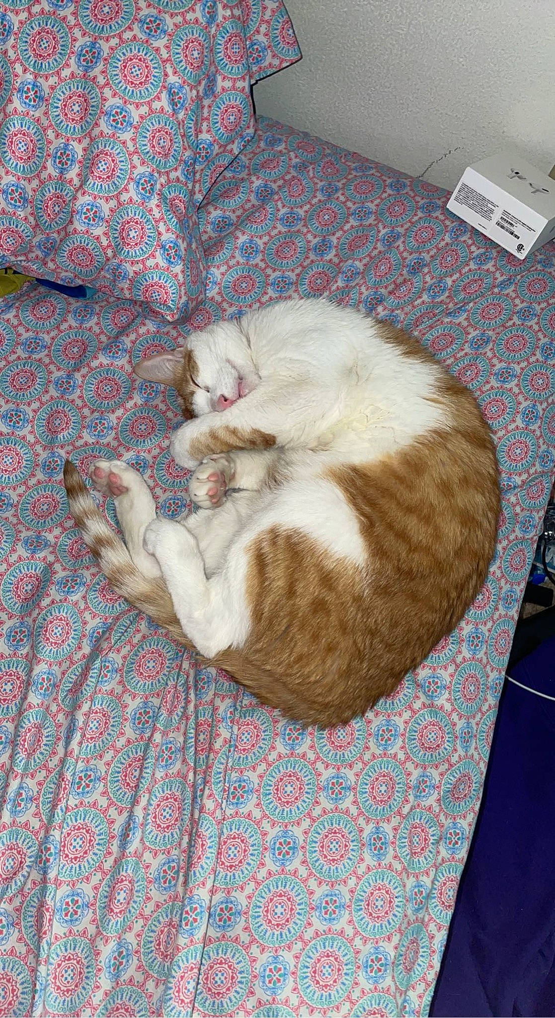 Ronald joined the competition — help win amazing prizes! carnivore, cat, comfort, companion_dog, domestic_short_haired_cat, fawn, felidae, flooring, fur, grey, hardwood, linens, nap, paw, room, small_to_medium_sized_cats, tail, textile, whiskers, wood