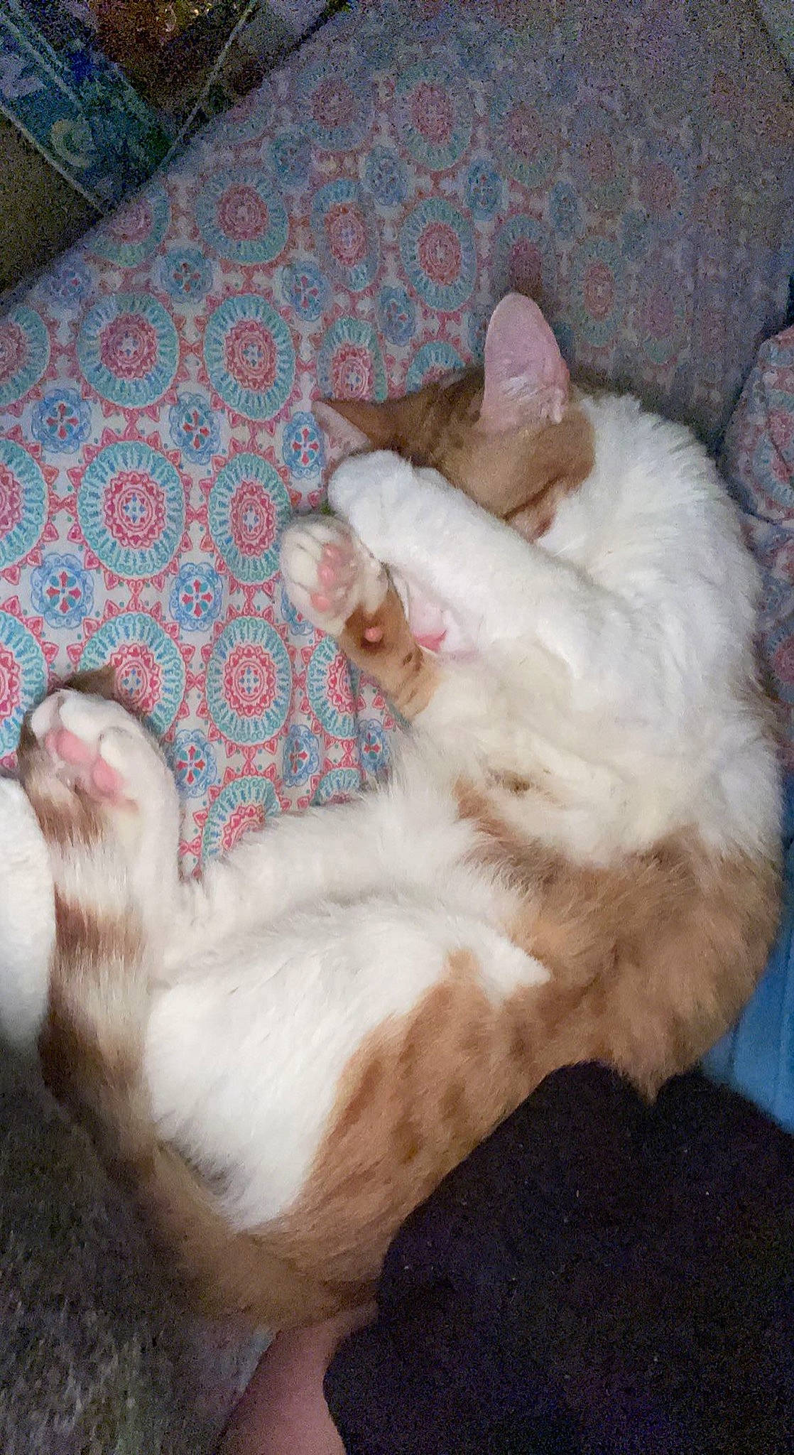 Ronald is registered to the contest to win money with this photo: carnivore, cat, claw, comfort, domestic_short_haired_cat, ear, fawn, felidae, foot, fur, lap, musical_instrument, nap, paw, small_to_medium_sized_cats, tail, whiskers