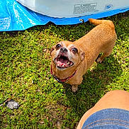 Angel is registered to the contest to win money with this photo: dog, grass, outdoor, happy, small_dog, pet, canine, collar, tail, mouth_open, tongue, human_leg, denim_shorts, sunlight, blue_tarp, inflatable_pool, summer, playful, nature, animal