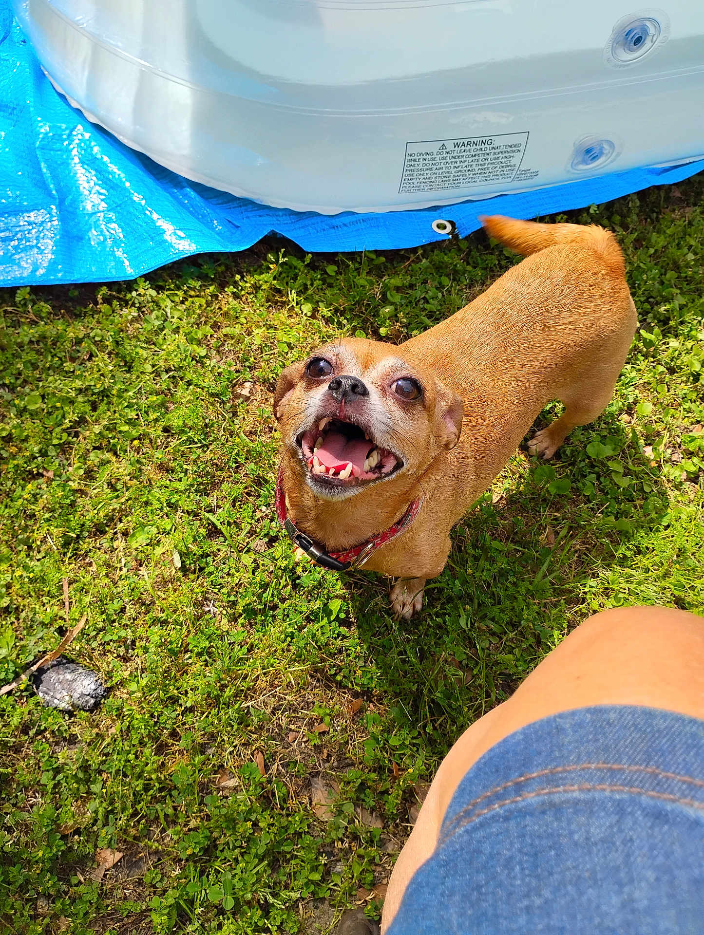 Angel is registered to the contest to win money with this photo: dog, grass, outdoor, happy, small_dog, pet, canine, collar, tail, mouth_open, tongue, human_leg, denim_shorts, sunlight, blue_tarp, inflatable_pool, summer, playful, nature, animal