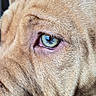 Abby a rejoint le concours — aidez-le/la à gagner de superbes lots ! animal, brown_fur, canine, close_up, detail, dog, expression, eye, face, fur, green_eye, looking, macro, mammal, pet, portrait, snout, texture, whiskers, wrinkles