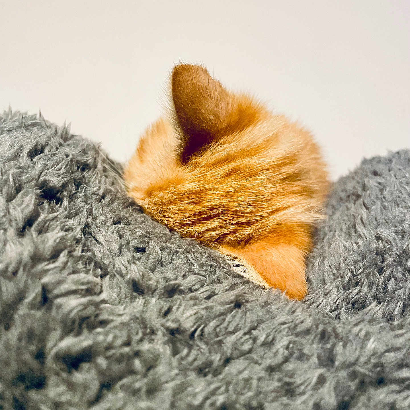 Andouille a rejoint le concours — aidez-le/la à gagner de superbes lots ! animal, blanket, cat, close_up, comfort, cozy, cute, ears, fluffy, furry, gray_blanket, indoor, kitten, orange_cat, pet, resting, sleeping, snuggling, soft_texture, warm