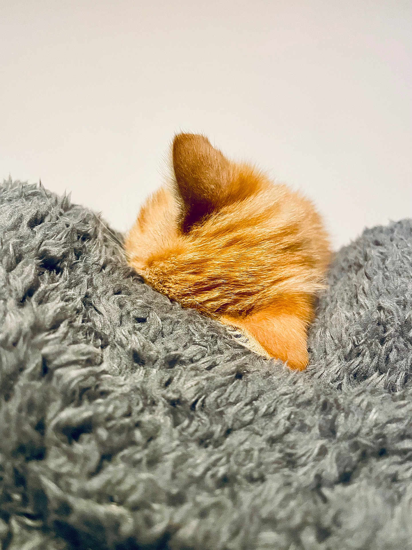 Andouille a rejoint le concours — aidez-le/la à gagner de superbes lots ! kitten, cat, orange_cat, ears, furry, blanket, gray_blanket, cozy, sleeping, snuggling, soft_texture, pet, animal, indoor, close_up, cute, fluffy, resting, warm, comfort