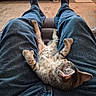 kitten, cat, pet, indoor, jeans, socks, lap, relaxing, feline, sleeping, cozy, carpet, casual, resting, cute, animal, domestic, young, striped, fur