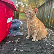 Simon is registered to the contest to win money with this photo: animal, background_blur, blanket, cat, closeup, curious, daylight, ears, fence, fur, ginger_cat, nature, outdoor, peaceful, pet, quiet, red_container, sitting, whiskers, wooden_deck