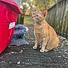animal, background_blur, blanket, cat, closeup, curious, daylight, ears, fence, fur, ginger_cat, nature, outdoor, peaceful, pet, quiet, red_container, sitting, whiskers, wooden_deck