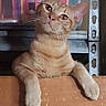 Simon joined the competition — help win amazing prizes! animal, background_objects, cat, curious, domestic_cat, ears, eyes, feline, ginger_cat, indoor, looking_up, orange_fur, paw, pet, resting, shelf, tilted_head, toy_house, whiskers, wooden_ledge