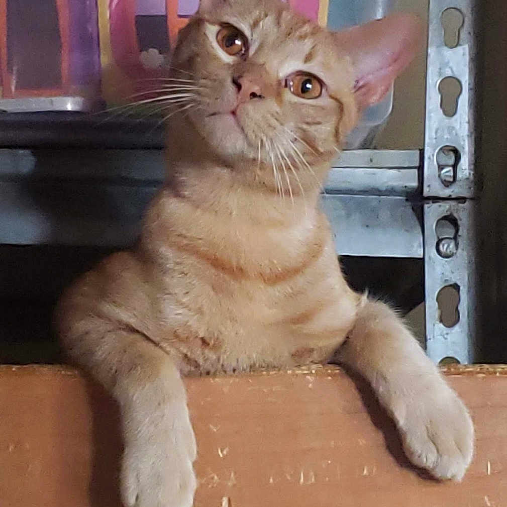 Simon