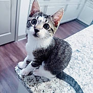 Willow is registered to the contest to win money with this photo: animal, black, cabinet, cat, curious, cute, door, ears, floor, fur, granite_countertop, gray, indoor, kitchen, kitten, pet, tail, whiskers, white, young