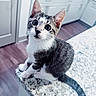 animal, black, cabinet, cat, curious, cute, door, ears, floor, fur, granite_countertop, gray, indoor, kitchen, kitten, pet, tail, whiskers, white, young