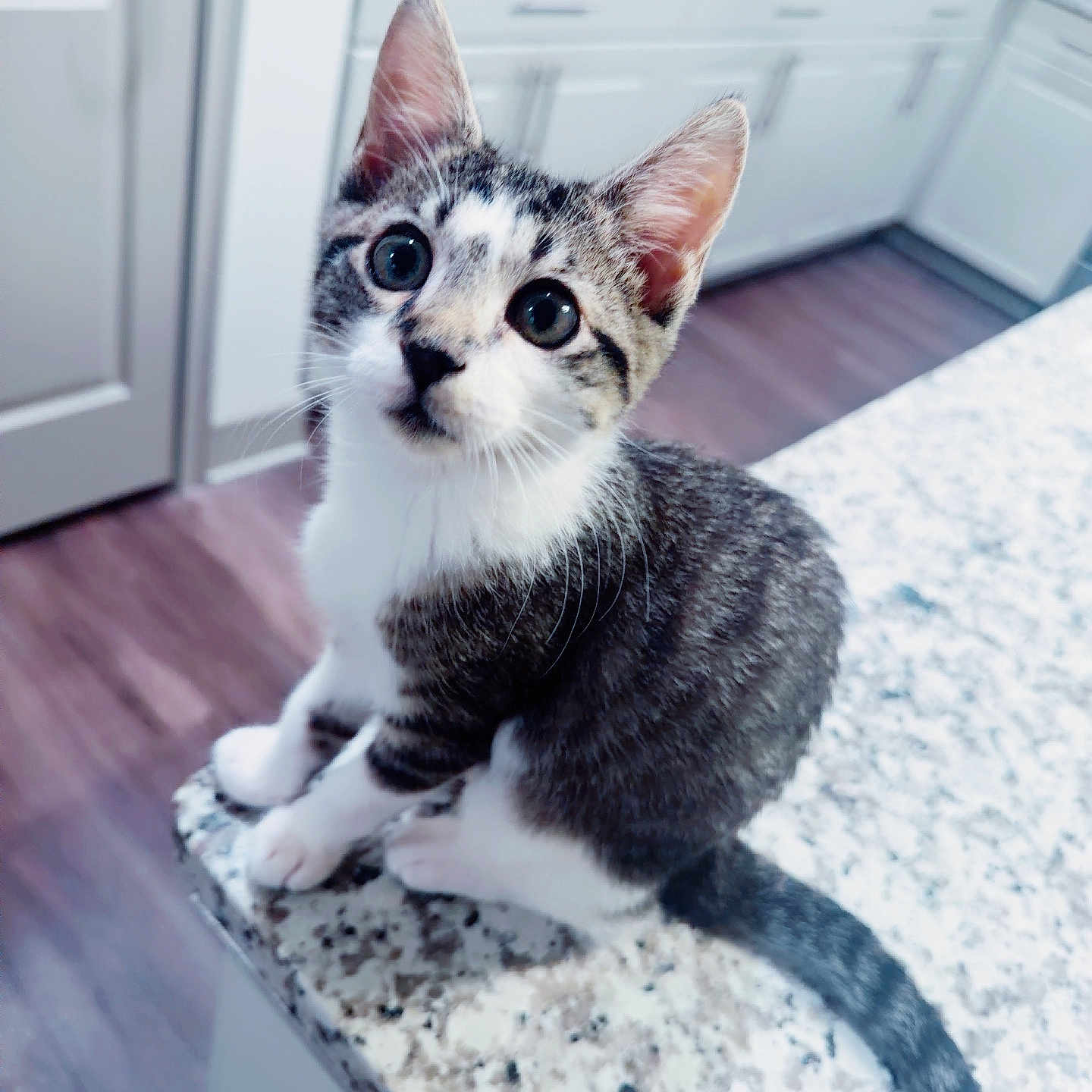 Willow