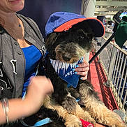 Grace joined the competition — help win amazing prizes! dog, person, hat, cap, bandana, lap, stadium, railing, seating, black_fur, beige_fur, glasses, blue_shirt, jersey, hand, nail_polish, red_cloth, indoor, pet, animal