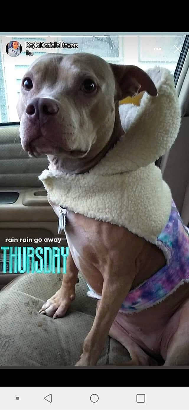 Sky is registered to the contest to win money with this photo: ancient_dog_breeds, canidae, carnivore, collar, companion_dog, dog, dog_breed, dog_collar, fawn, foot, fur, liver, non_sporting_group, pet_supply, photo_caption, selfie, snout, sporting_group, whiskers, working_animal