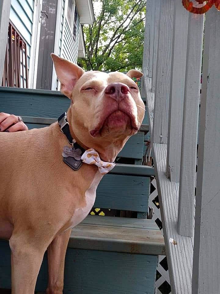 Sky is registered to the contest to win money with this photo: bulldog, canidae, carnivore, collar, companion_dog, dog, dog_breed, dog_collar, dog_supply, fawn, fence, liver, non_sporting_group, pet_supply, snout, sporting_group, window, wood, working_animal, wrinkle