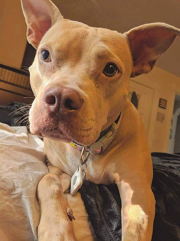 Sky joined the competition — help win amazing prizes! ancient_dog_breeds, canidae, carnivore, collar, companion_dog, dog, dog_breed, dog_collar, dog_supply, ear, eye, fawn, fur, head, liver, puppy, snout, sporting_group, whiskers, working_animal