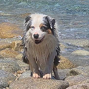 Uchy a rejoint le concours — aidez-le/la à gagner de superbes lots ! dog, wet_dog, rock, rocks, water, ocean, shoreline, waves, outdoor, animal, pet, nature, sea, coast, summer, happy, fur, smiling, standing, landscape