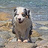 dog, wet_dog, rock, rocks, water, ocean, shoreline, waves, outdoor, animal, pet, nature, sea, coast, summer, happy, fur, smiling, standing, landscape
