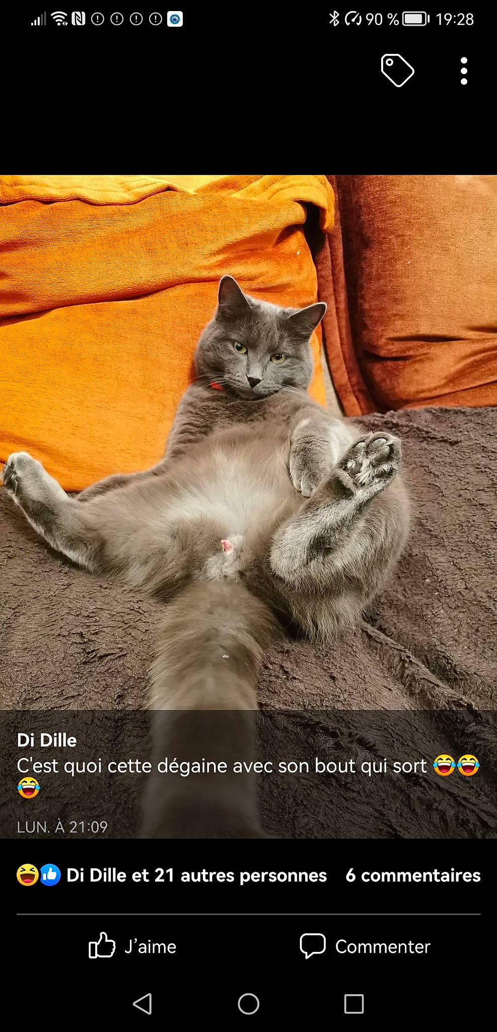 Jaja participe au concours pour gagner de l'argent avec cette photo : carnivore, cat, claw, comfort, domestic_short_haired_cat, fawn, felidae, font, fur, grey, organism, paw, photo_caption, russian_blue, sitting, small_to_medium_sized_cats, snout, tail, terrestrial_animal, whiskers