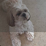 O Kapi a rejoint le concours — aidez-le/la à gagner de superbes lots ! animal, calm, companion, curly_fur, cute, dog, domestic, floor, friendly, fur, house, indoor, laying_down, light_color, looking_away, mammal, paws, pet, portrait, relaxed