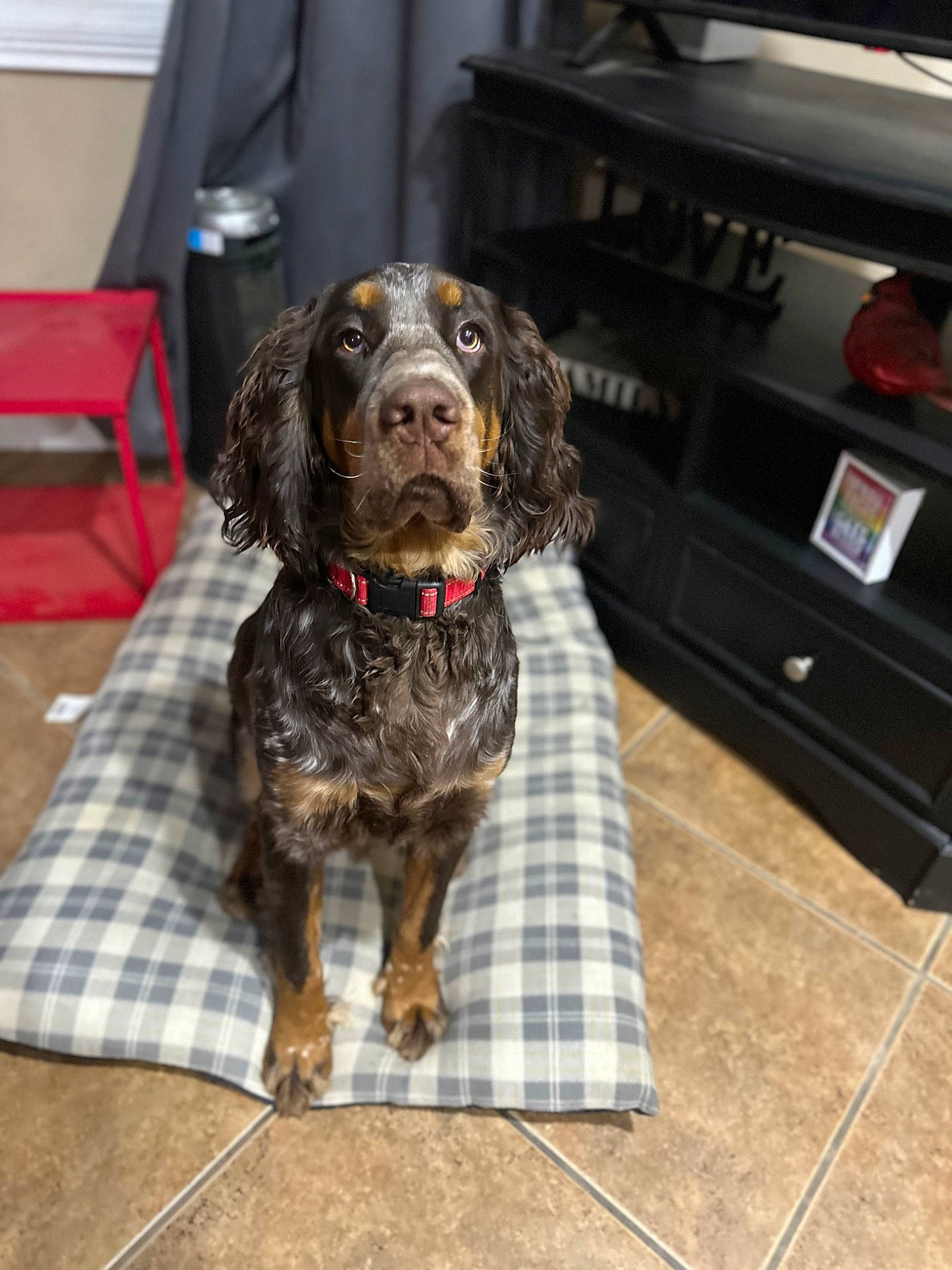 Lincoln Reese is registered to the contest to win money with this photo: canidae, carnivore, chair, companion_dog, digital_video_recorder, dog, dog_breed, flooring, fur, gun_dog, hardwood, home_appliance, liver, pattern, snout, spaniel, sporting_group, tartan, wood, working_animal