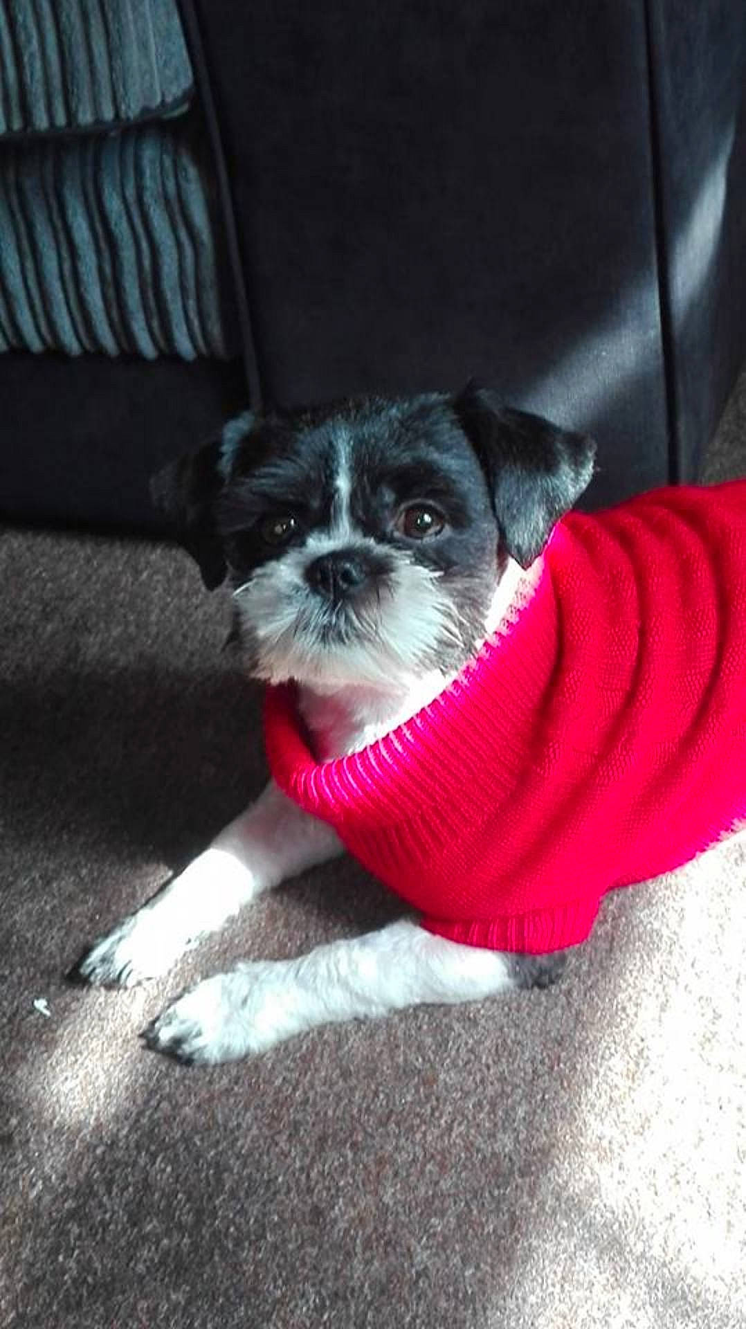 Ewok joined the competition — help win amazing prizes! carnivoran, companion_dog, dog, dog_breed, dog_breed_group, dog_crossbreeds, dog_like_mammal, pug, puppy, shih_tzu, snout, toy_dog, vertebrate, whiskers