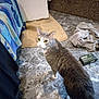 cat, gray_cat, white_cat, indoor, floor, marble_floor, towel, mat, furniture, box, fabric, curious, pet, animal, looking_up, domestic, cozy, household, flooring, tabby_cat