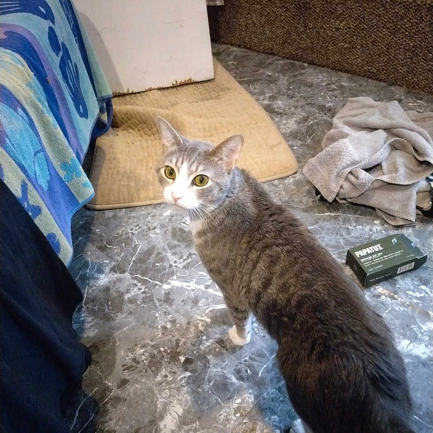 Pipshit is registered to the contest to win money with this photo: animal, box, cat, cozy, curious, domestic, fabric, floor, flooring, furniture, gray_cat, household, indoor, looking_up, marble_floor, mat, pet, tabby_cat, towel, white_cat