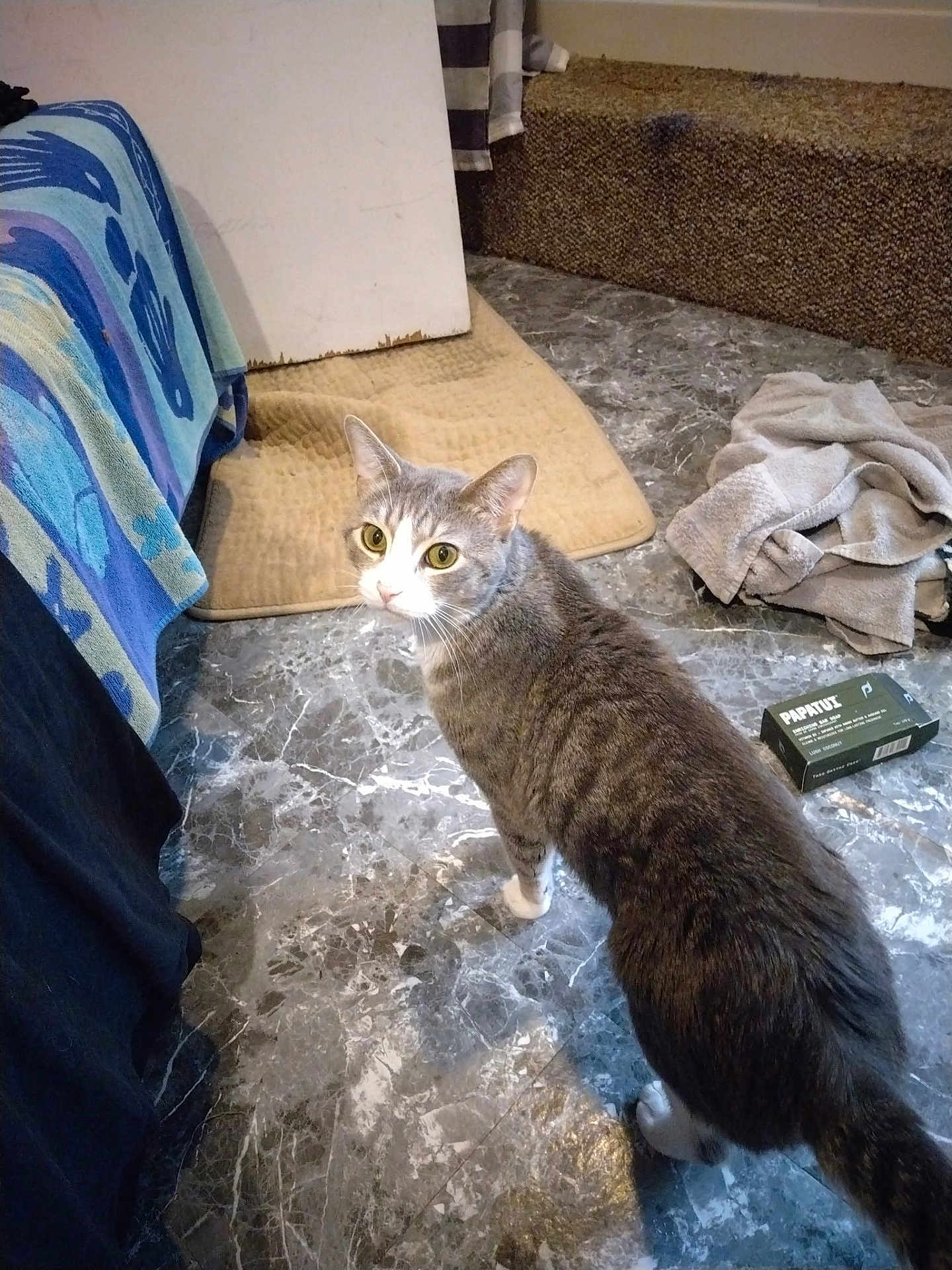Pipshit is registered to the contest to win money with this photo: cat, gray_cat, white_cat, indoor, floor, marble_floor, towel, mat, furniture, box, fabric, curious, pet, animal, looking_up, domestic, cozy, household, flooring, tabby_cat