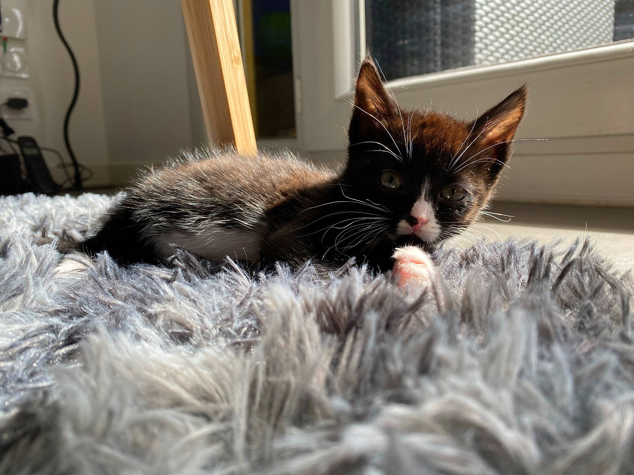 Spirit a rejoint le concours — aidez-le/la à gagner de superbes lots ! black_cat, carnivore, cat, claw, comfort, domestic_short_haired_cat, felidae, fur, grass, grey, natural_material, sitting, small_to_medium_sized_cats, snout, tail, terrestrial_animal, tree, whiskers, wildlife, window