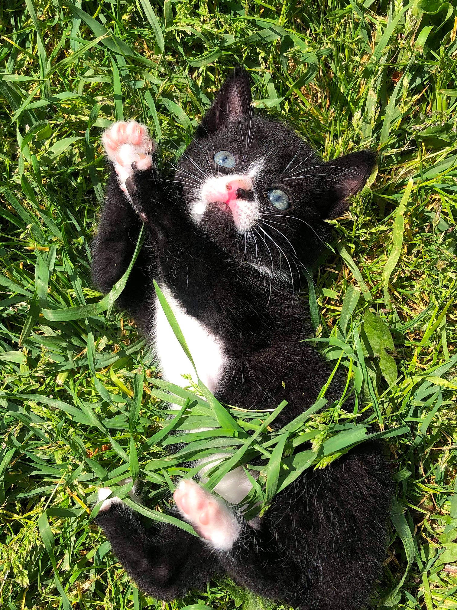 Spirit a rejoint le concours — aidez-le/la à gagner de superbes lots ! black_cat, carnivore, cat, domestic_short_haired_cat, felidae, foot, fur, grass, grass_family, groundcover, lawn, people_in_nature, plant, small_to_medium_sized_cats, snout, sporting_group, tail, terrestrial_animal, tree, whiskers