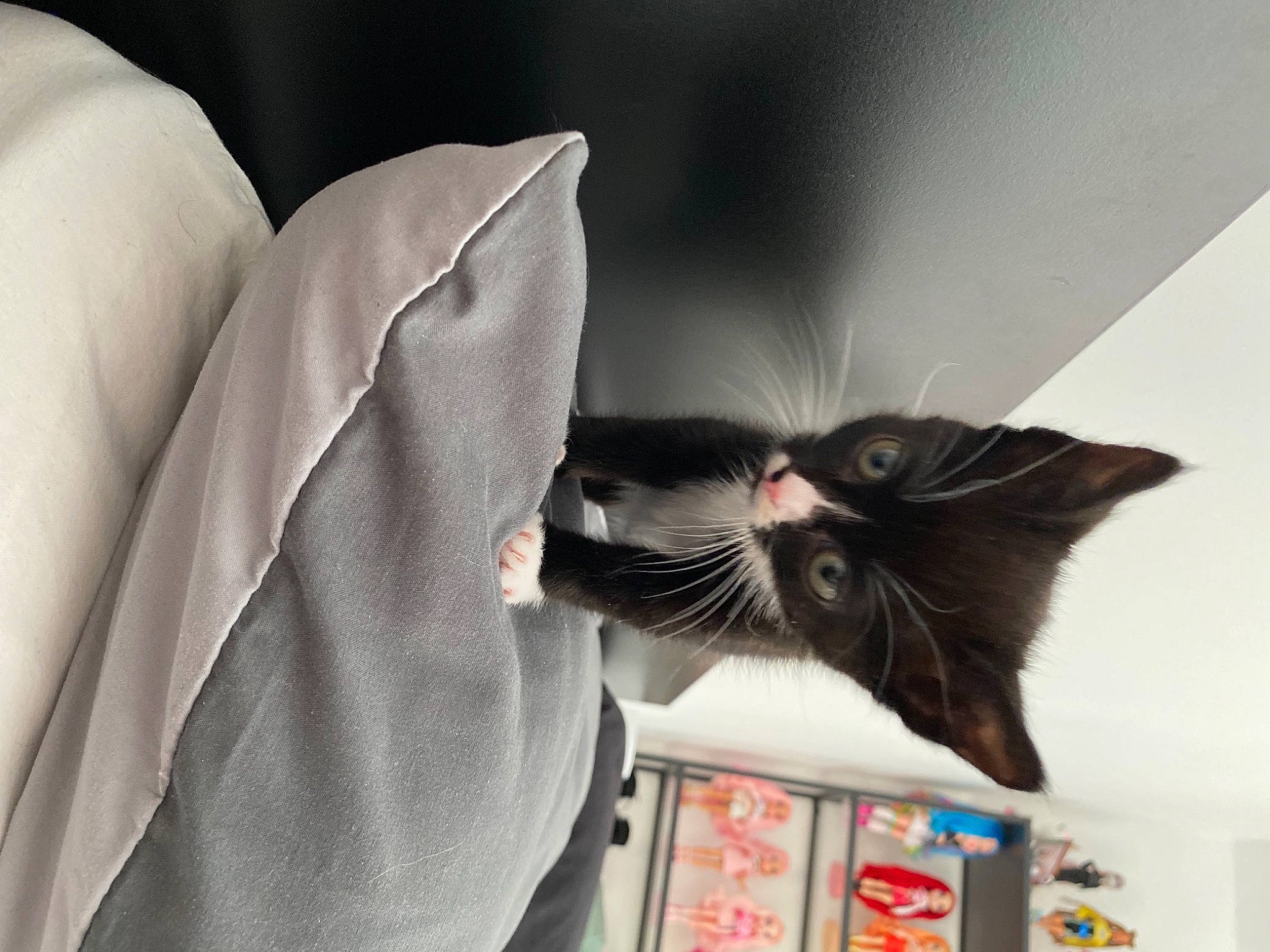 Spirit participe au concours pour gagner de l'argent avec cette photo : bookcase, carmine, carnivore, cat, comfort, domestic_short_haired_cat, fashion_accessory, felidae, formal_wear, fur, grey, linens, paper, publication, room, shelf, shelving, small_to_medium_sized_cats, tail, whiskers