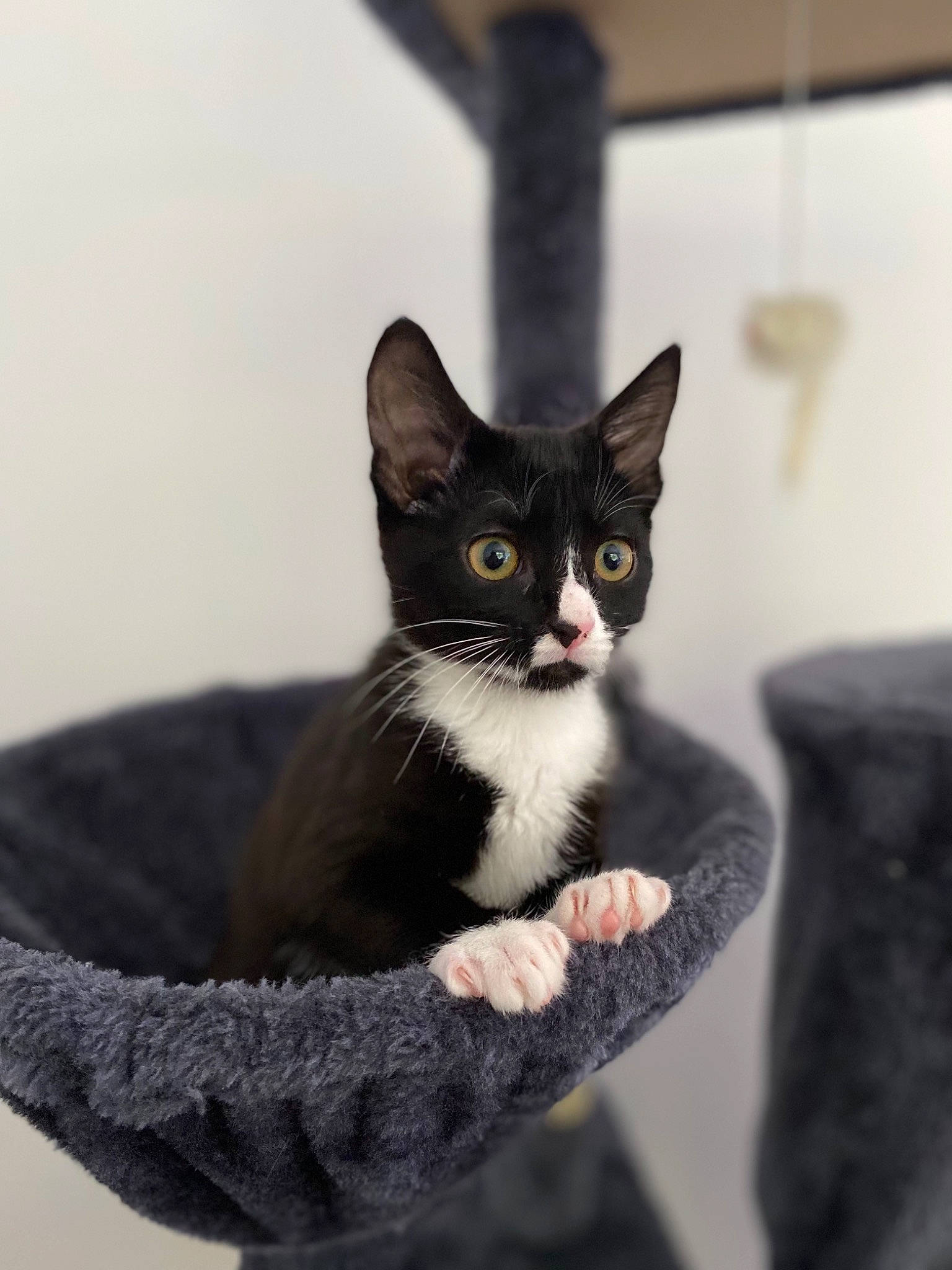 Spirit a rejoint le concours — aidez-le/la à gagner de superbes lots ! box, carnivore, cat, comfort, domestic_short_haired_cat, felidae, formal_wear, fur, grey, monochrome_photography, sitting, small_to_medium_sized_cats, snout, tail, whiskers