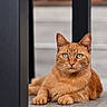Loona a rejoint le concours — aidez-le/la à gagner de superbes lots ! cat, ginger_cat, animal, pet, feline, lying_down, floor, close_up, portrait, whiskers, ears, outdoor, focus, texture, relaxing, alert, eyes, paw, quiet, calm