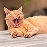 Loona participe au concours pour gagner de l'argent avec cette photo : cat, orange_cat, yawning, animal, pet, feline, fur, whiskers, paw, relaxed, sleepy, mouth_open, teeth, tongue, indoor, closeup, cute, mammal, resting, soft_focus