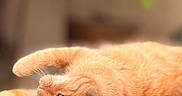 Loona a rejoint le concours — aidez-le/la à gagner de superbes lots ! cat, orange_cat, pet, animal, feline, lying_down, relaxed, whiskers, floor, wooden_floor, indoor, blurred_background, greenery, soft_light, close_up, fur, ears, paw, resting, cute