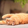 cat, orange_cat, pet, animal, feline, lying_down, relaxed, whiskers, floor, wooden_floor, indoor, blurred_background, greenery, soft_light, close_up, fur, ears, paw, resting, cute