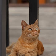 Loona participe au concours pour gagner de l'argent avec cette photo : cat, ginger_cat, pet, animal, feline, relaxed, indoor, wooden_floor, green_eyes, looking_up, whiskers, ears, fur, paws, close_up, portrait, domestic_animal, cute, calm, resting