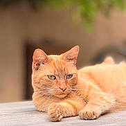 Loona participe au concours pour gagner de l'argent avec cette photo : cat, orange_cat, tabby, animal, pet, feline, relaxed, lying_down, whiskers, ears, fur, outdoor, wooden_surface, close_up, portrait, cute, domestic_cat, resting, soft_light, calm
