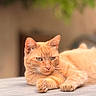 cat, orange_cat, tabby, animal, pet, feline, relaxed, lying_down, whiskers, ears, fur, outdoor, wooden_surface, close_up, portrait, cute, domestic_cat, resting, soft_light, calm