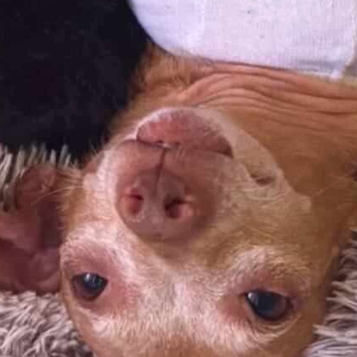 Megan joined the competition — help win amazing prizes! animal, close_up, cozy, cute, dog, ears, eyes, fur, indoor, light_colored_clothing, nose, pet, portrait, relaxed, resting, rug, shaggy, sleepy, texture, upside_down
